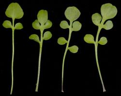 Cardamine corymbosa. Rosette leaves from alpine form.
 Image: P.B. Heenan © Landcare Research 2019 CC BY 3.0 NZ